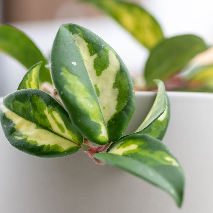 Hoya carnosa Tricolor - Fleur de porcelaine (Feuillage)