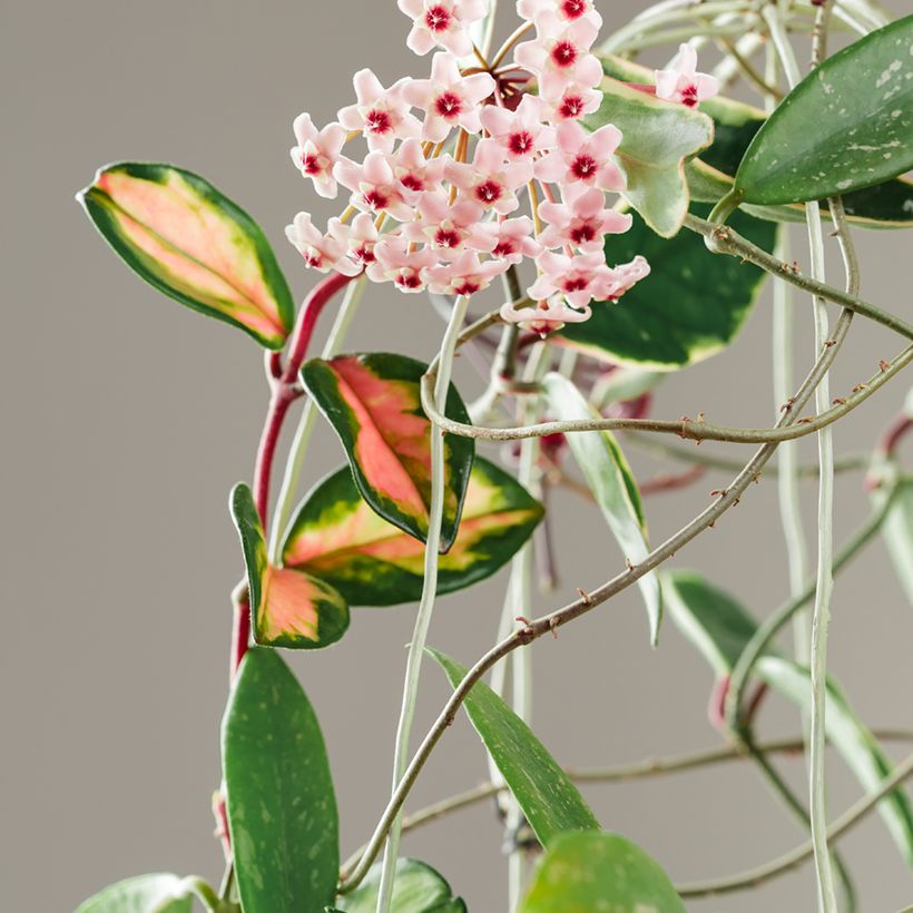 Hoya carnosa Tricolor - Fleur de porcelaine (Floraison)