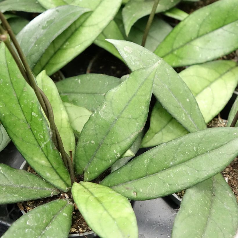 Hoya crassipetiolata - Fleur de porcelaine (Feuillage)