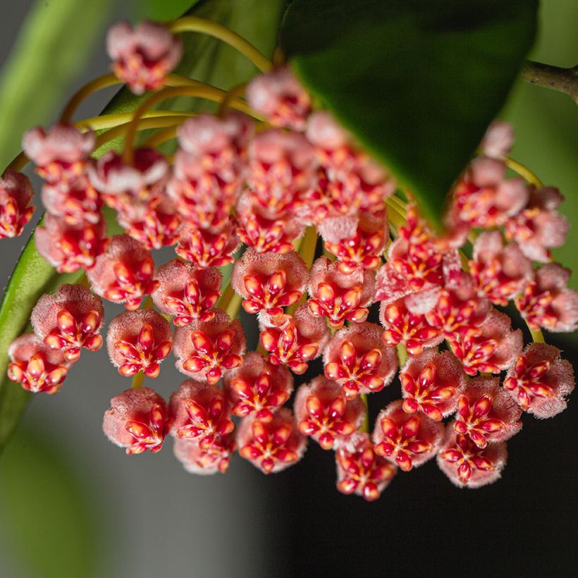Hoya gracilis - Fleur de porcelaine (Flowering)