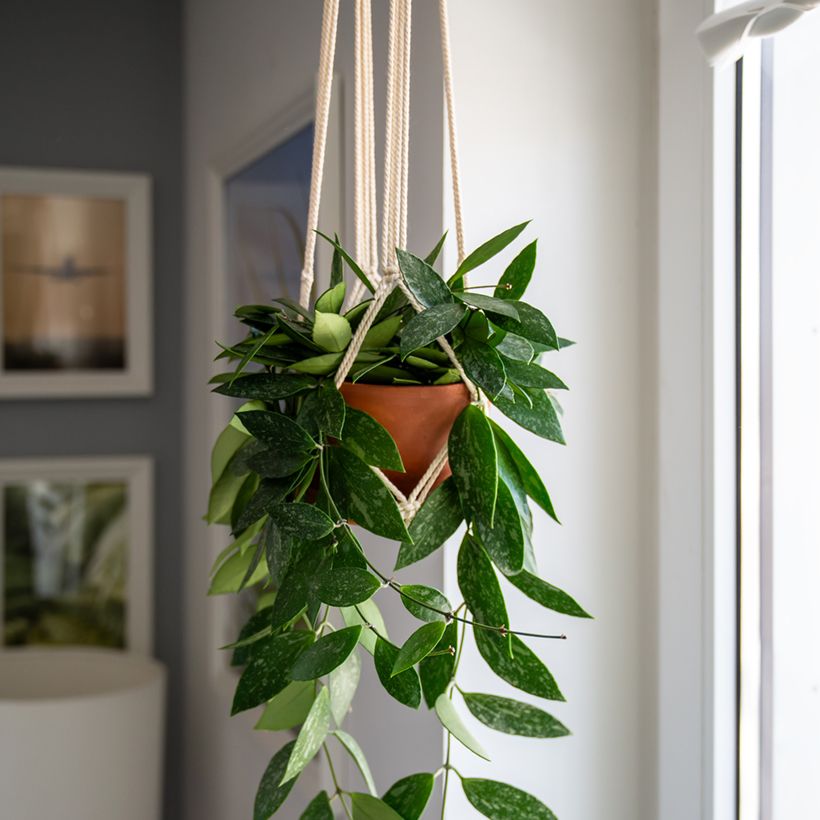 Hoya gracilis - Fleur de porcelaine (Plant habit)