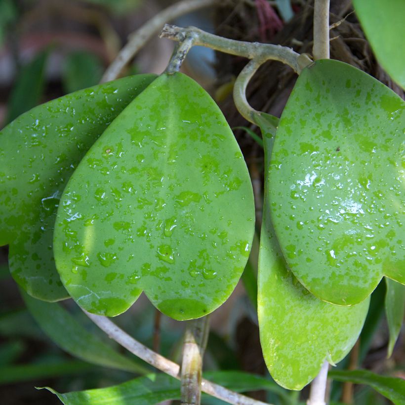 Hoya kerrii - Plante-coeur (Foliage)