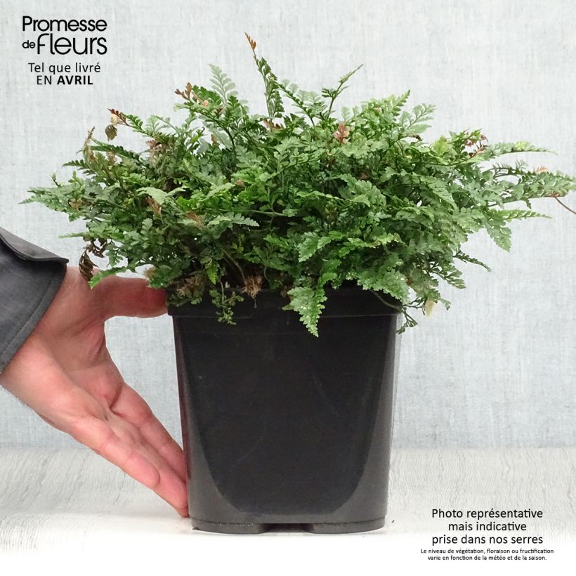 Example of Humata tyermannii - Fougère Patte de lapin Pot de 12 cm / 13 cm as you get in printemps