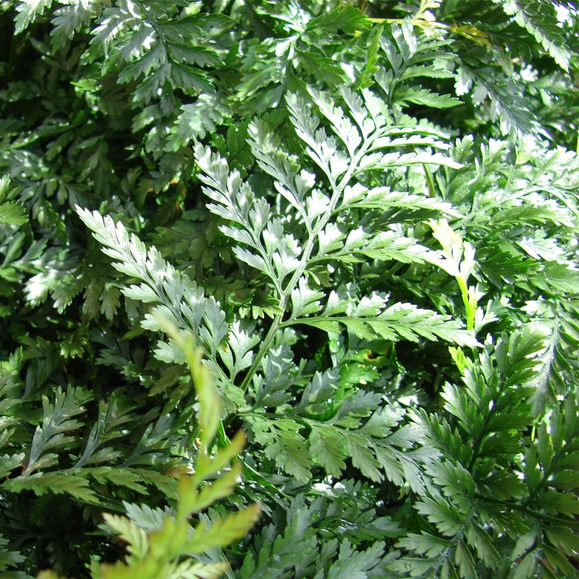 Humata tyermannii - Fougère Patte de lapin (Foliage)