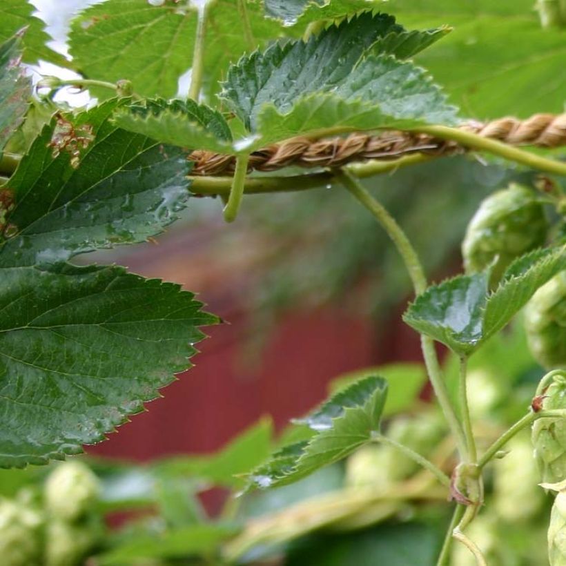 Humulus lupulus Cascade - houblon femelle (Foliage)