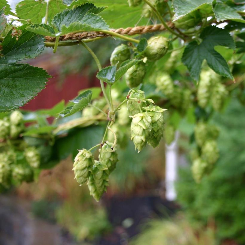 Humulus lupulus Cascade - houblon femelle (Flowering)