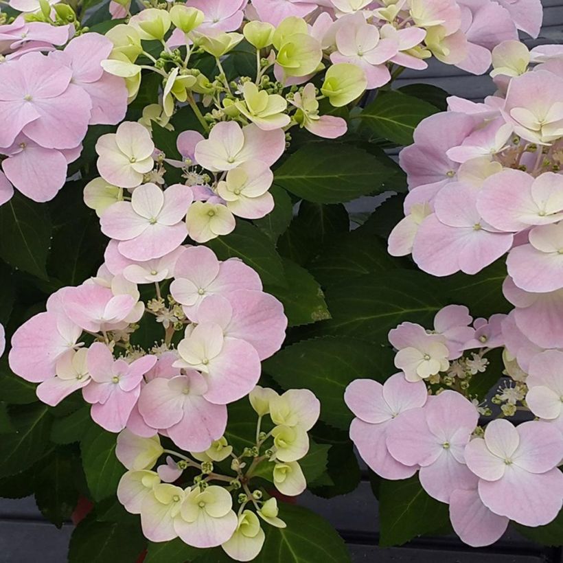 Hortensia - Hydrangea French Bolero (Floraison)