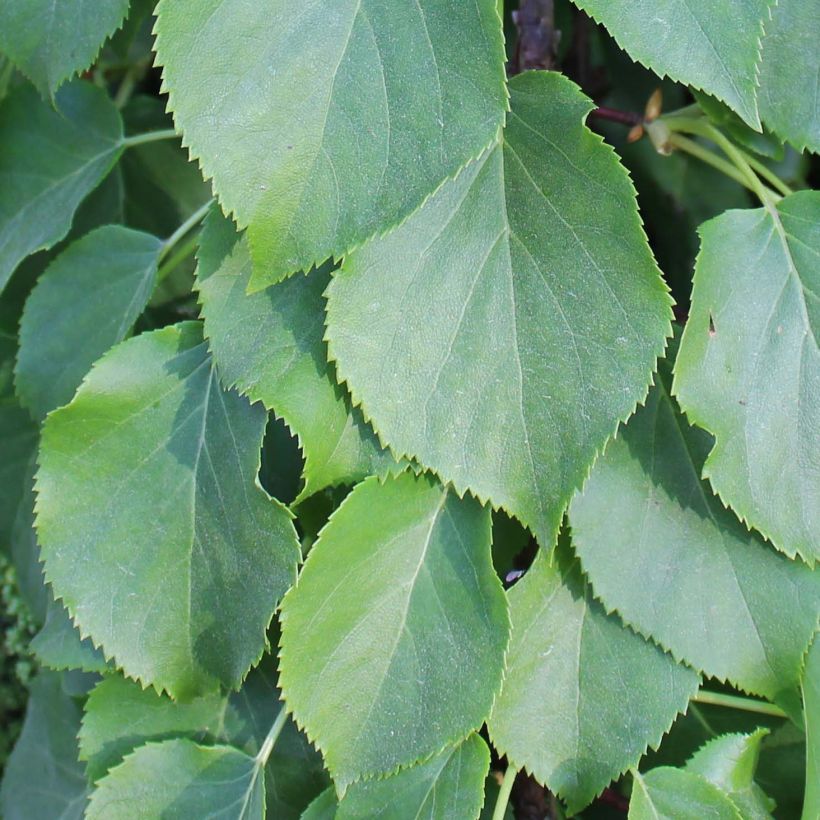 Hydrangea anomala Crug Coral - Hortensia grimpant (Feuillage)