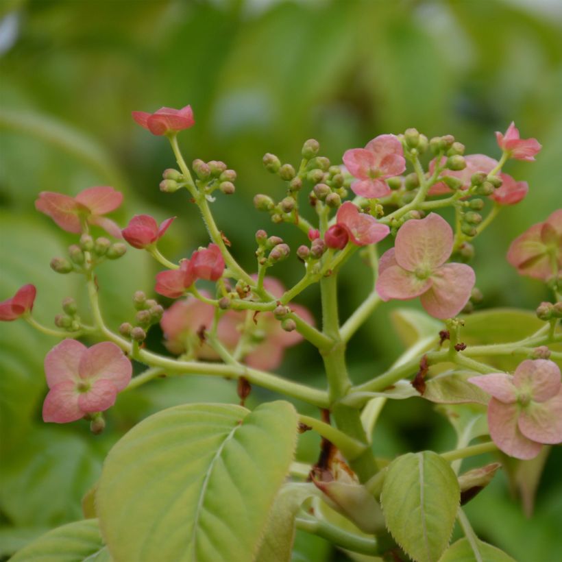 Hydrangea anomala Crug Coral - Hortensia grimpant (Floraison)
