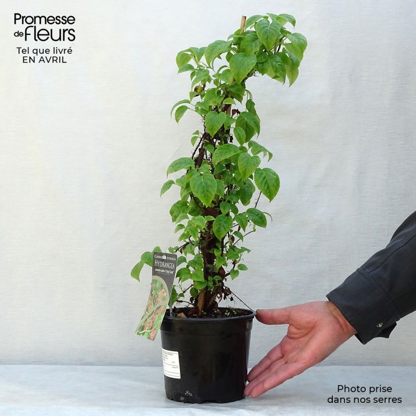 Spécimen de Hydrangea anomala Crug Coral - Hortensia grimpant Pot de 2L/3L tel que livré au printemps