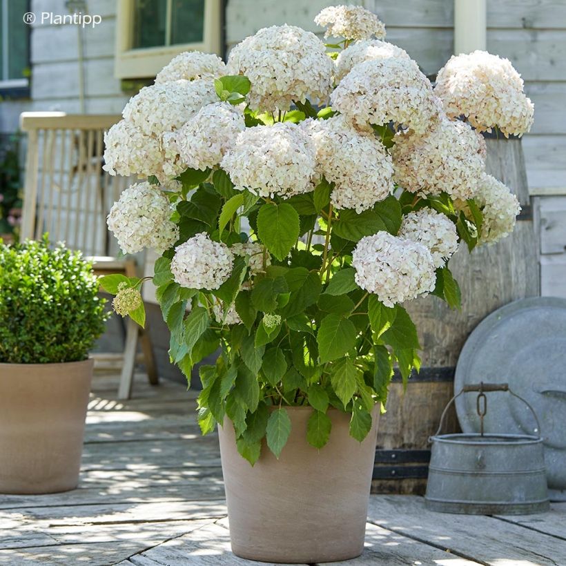 Hortensia arborescens Candybelle Marshmallow (Plant habit)