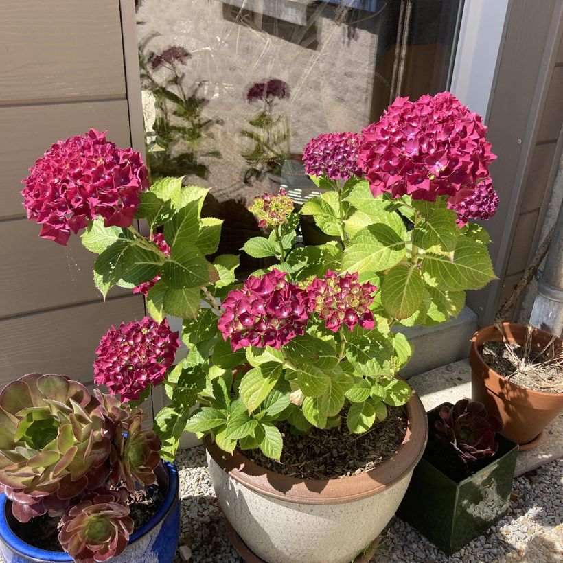 Hortensia - Hydrangea macrophylla Beautensia Dali  (Port)