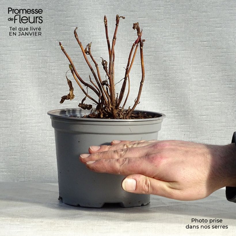 Spécimen de Hortensia - Hydrangea macrophylla Blueberry Cheesecake Pot de 2L/3L tel que livré en hiver