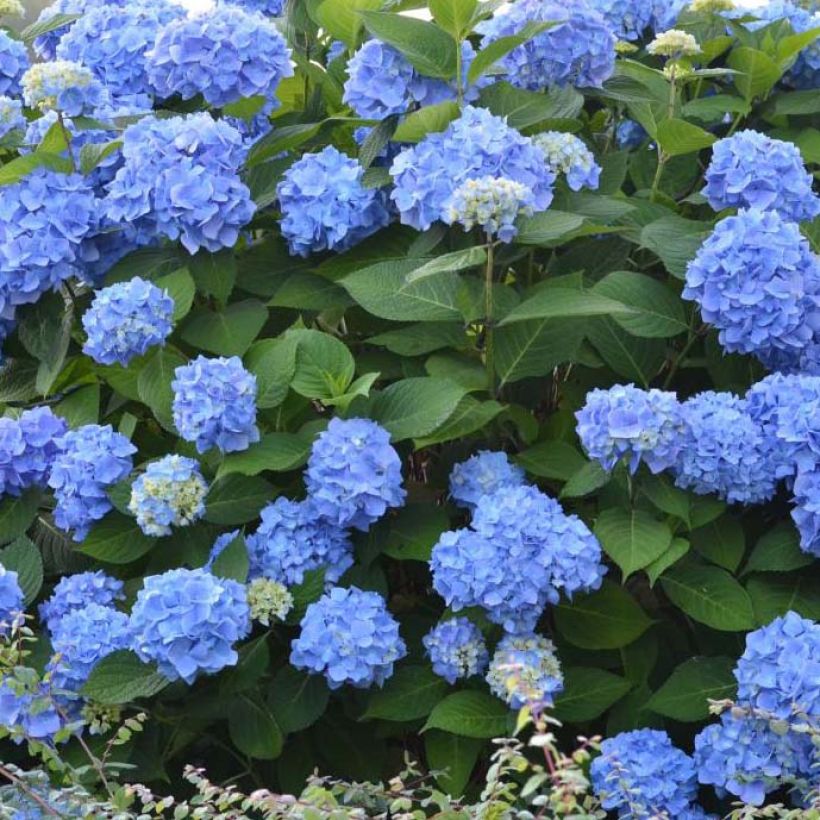 Hortensia - Hydrangea macrophylla Endless Summer The Original (bleu) (Flowering)