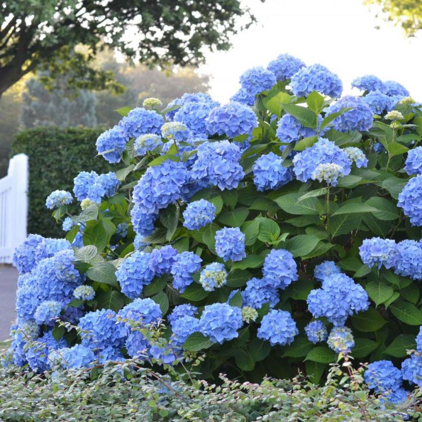 Hortensia - Hydrangea macrophylla Endless Summer The Original (bleu) (Plant habit)