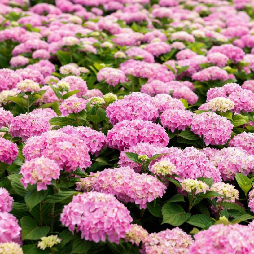 Hortensia - Hydrangea macrophylla Endless Summer The Original (Rose) (Flowering)