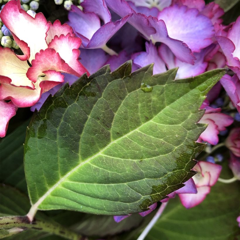 Hortensia - Hydrangea macrophylla French Cancan (Foliage)