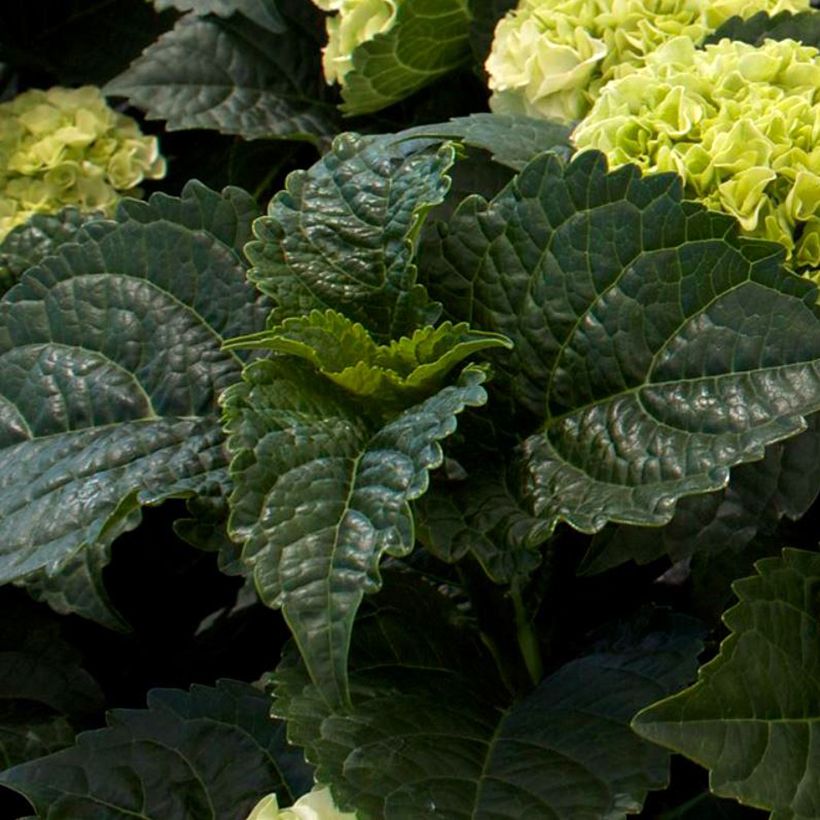 Hortensia - Hydrangea macrophylla Wudu (Feuillage)