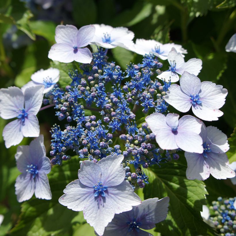 Hortensia - Hydrangea macrophylla Blue wave (Floraison)