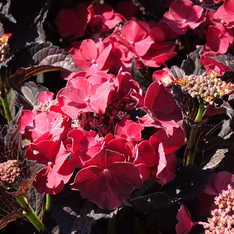 Hortensia - Hydrangea macrophylla x serrata After Midnight (Floraison)
