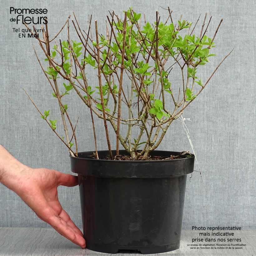 Example of Hydrangea paniculata Bobo - Hortensia paniculé nain Pot de 6L/7L as you get in printemps