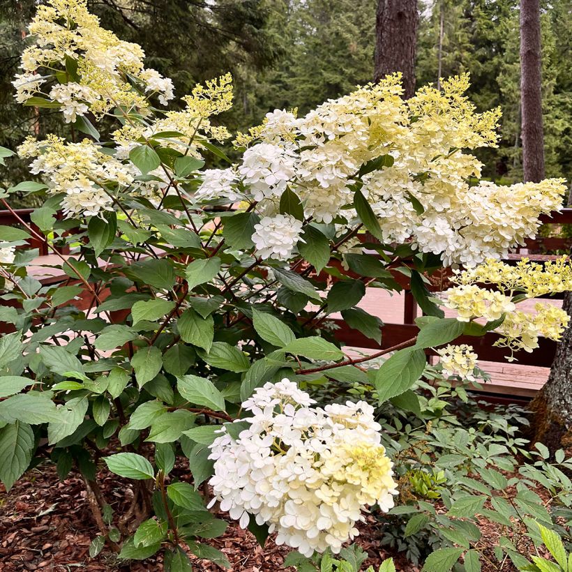 Hydrangea paniculata Candlelight - Hortensia paniculé (Port)