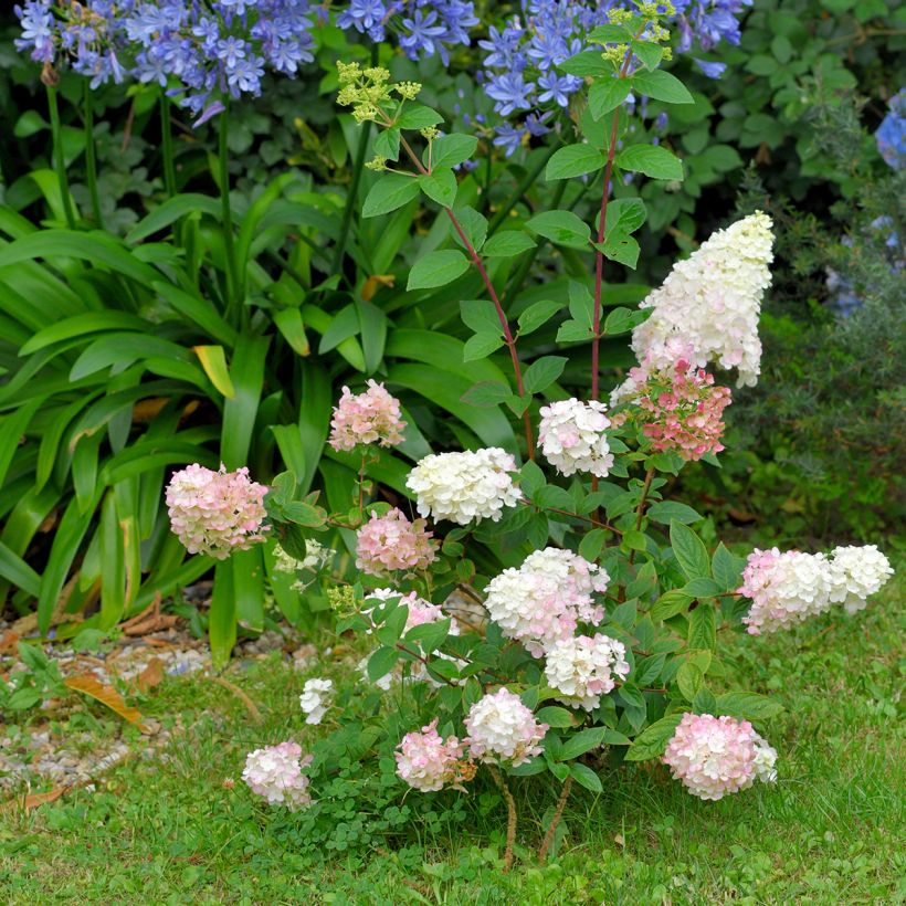 Hydrangea paniculata Fraise Melba - Hortensia paniculé (Port)