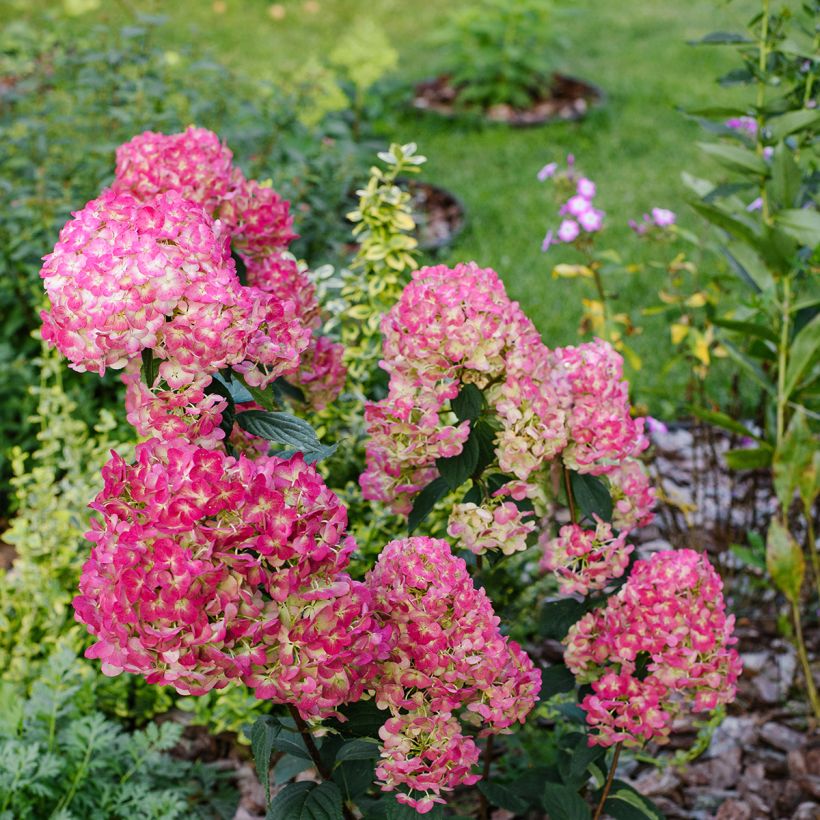 Hydrangea paniculata Framboisine  - Hortensia paniculé (Port)