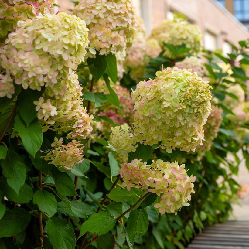 Hydrangea paniculata Graffiti - Hortensia paniculé (Plant habit)