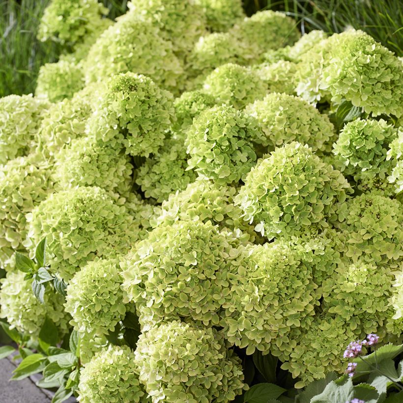 Hydrangea paniculata Groundbreaker Greeny - Hortensia paniculé nain (Floraison)