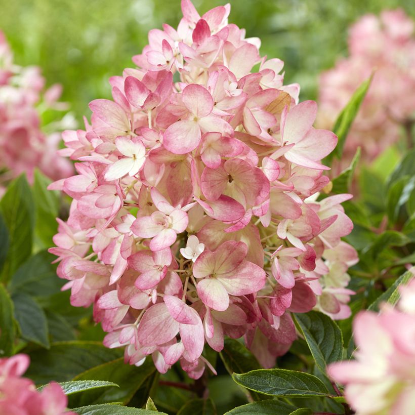Hydrangea paniculata Groundbreaker Blush - Hortensia paniculé nain (Floraison)