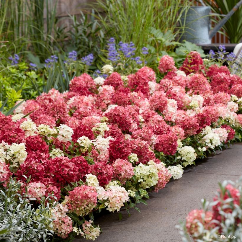 Hydrangea paniculata Groundbreaker Ruby - Hortensia paniculé nain (Port)