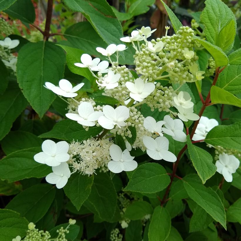 Hydrangea paniculata Kyushu - Hortensia paniculé (Feuillage)