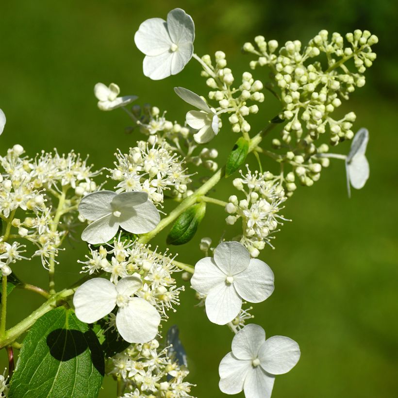 Hydrangea paniculata Kyushu - Hortensia paniculé (Floraison)
