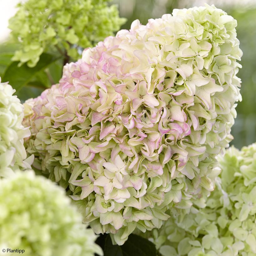 Hydrangea paniculata Little Fraise - hydrangéa paniculé (Floraison)