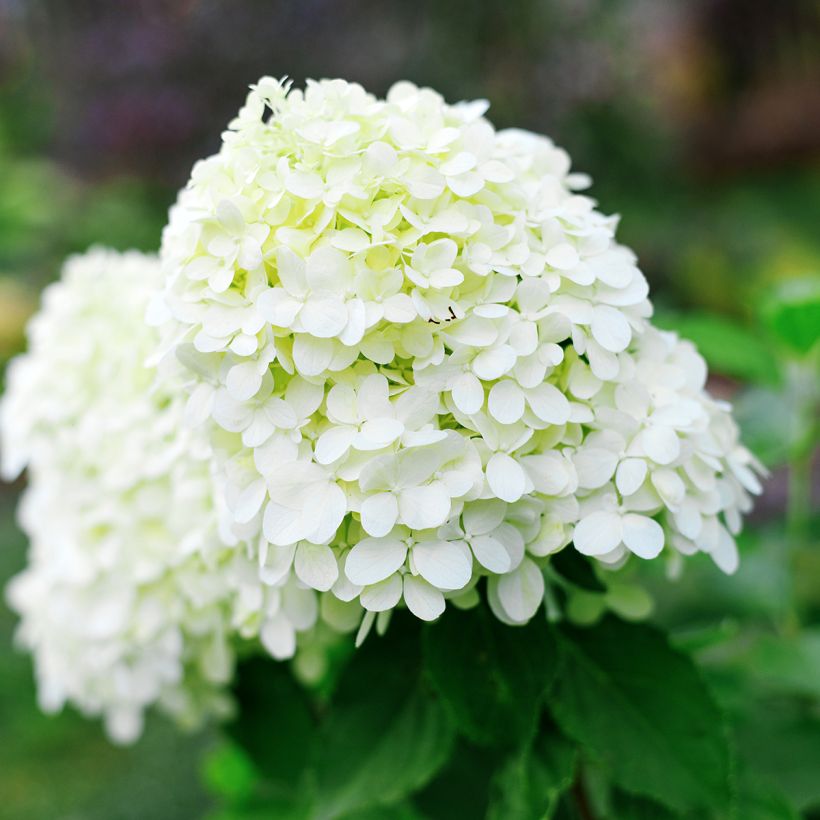 Hydrangea paniculata Little Spooky - Hortensia paniculé (Floraison)
