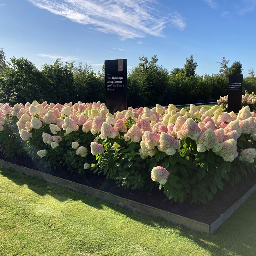 Hydrangea paniculata Living Candy Love - Hortensia paniculé (Port)