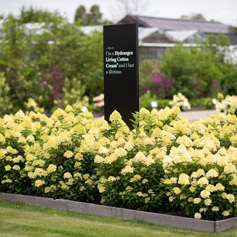 Hydrangea paniculata Living Cotton Cream - Hortensia paniculé (Port)
