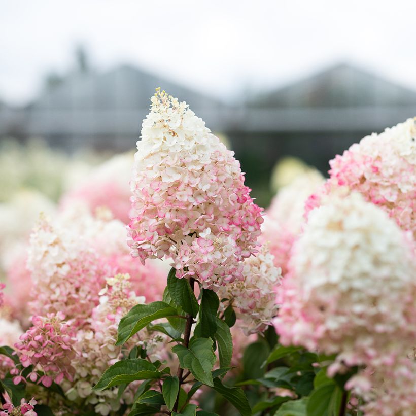 Hydrangea paniculata Living Strawberry Blossom - Hortensia paniculé (Floraison)