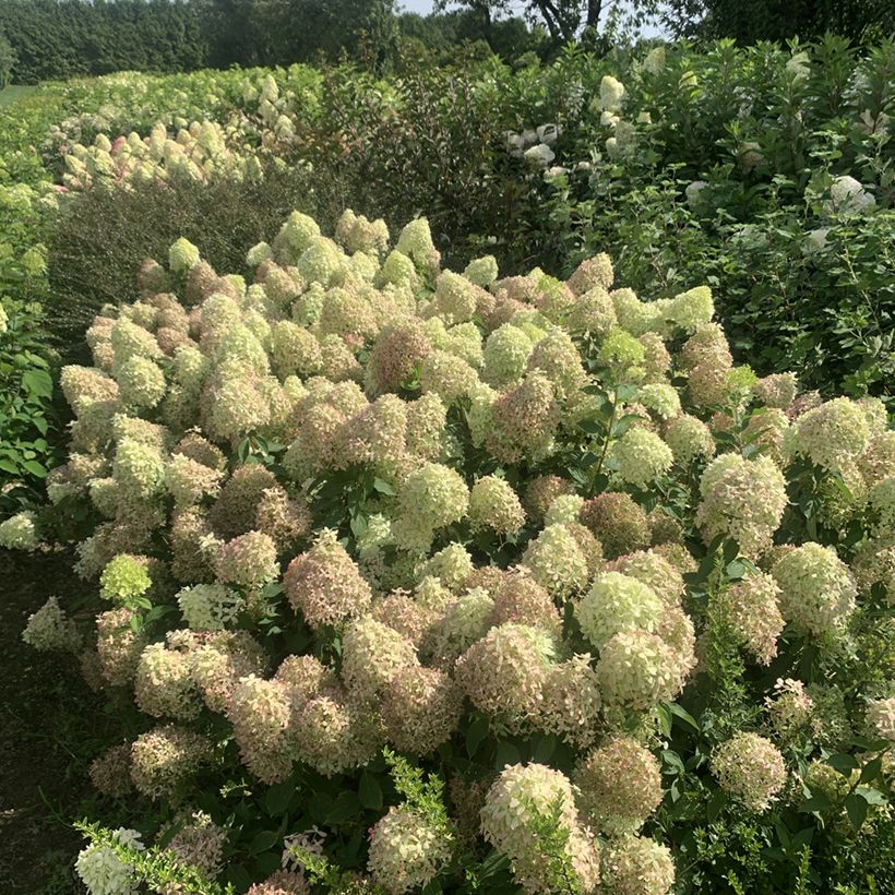 Hydrangea paniculata Pixio - Hortensia paniculé nain (Port)