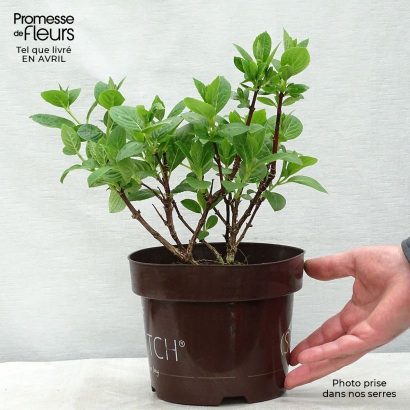 Example of Hydrangea paniculata Polestar - Hortensia paniculé Pot de 1,5L/2L as you get in printemps