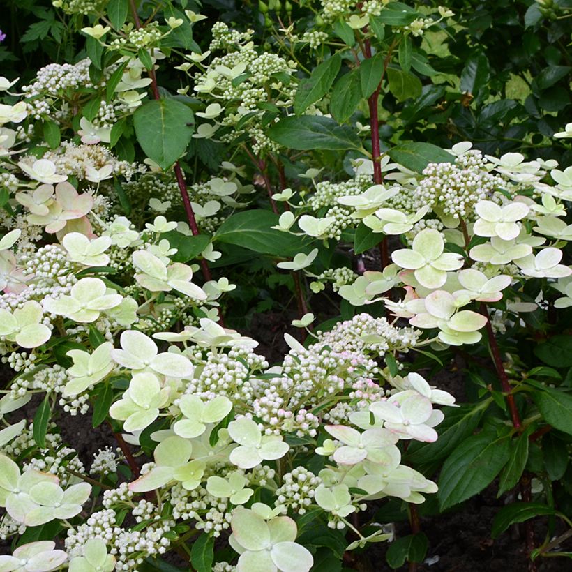 Hydrangea paniculata Prim’Red - Hortensia paniculé (Floraison)