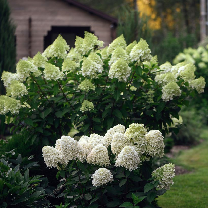 Hydrangea paniculata Skyfall - Hortensia paniculé (Plant habit)