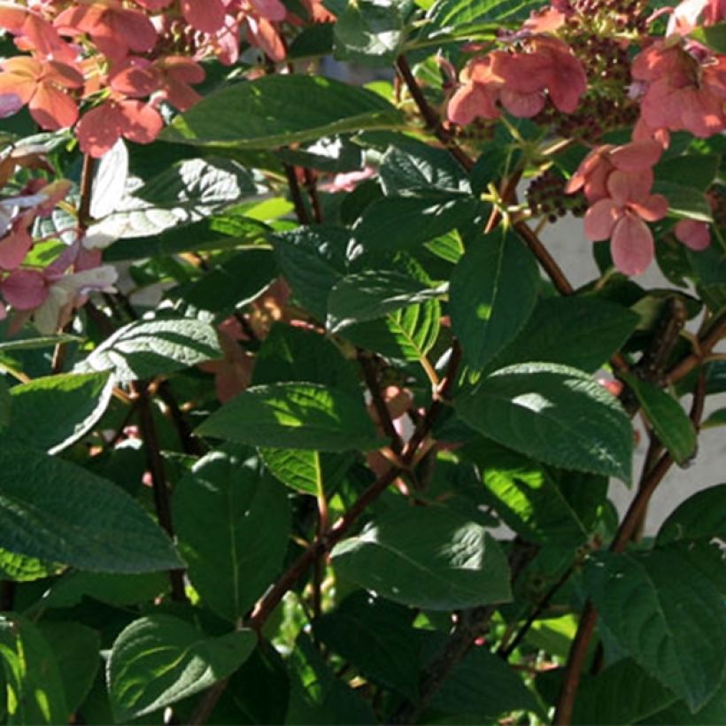 Hydrangea paniculata Sparkling - Hortensia paniculé (Feuillage)