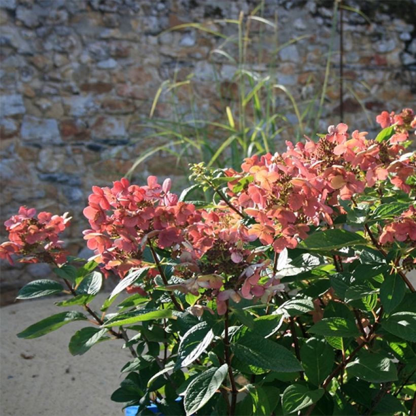 Hydrangea paniculata Sparkling - Hortensia paniculé (Port)