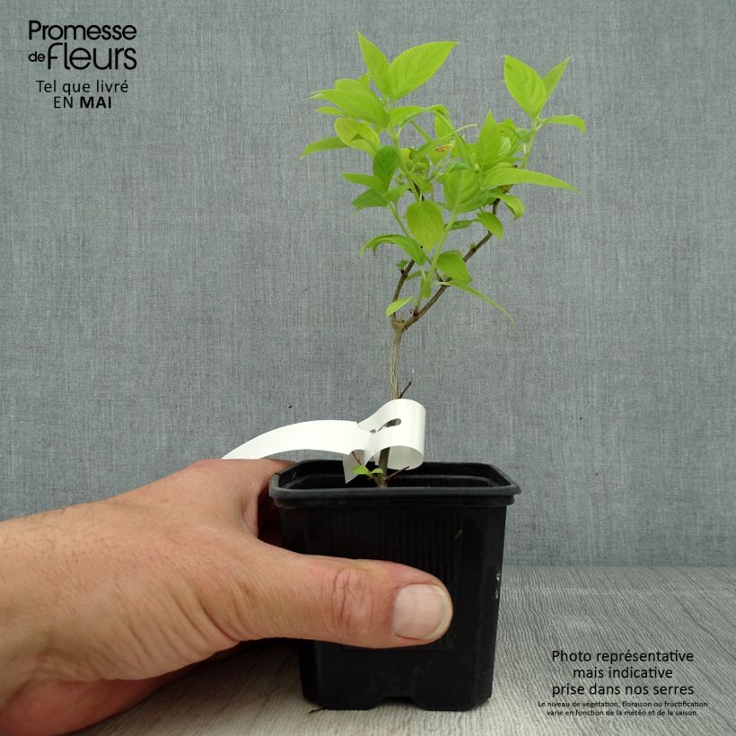 Spécimen de Hydrangea paniculata Sunlight - Hortensia paniculé Godet de 8/9 cm tel que livré au printemps