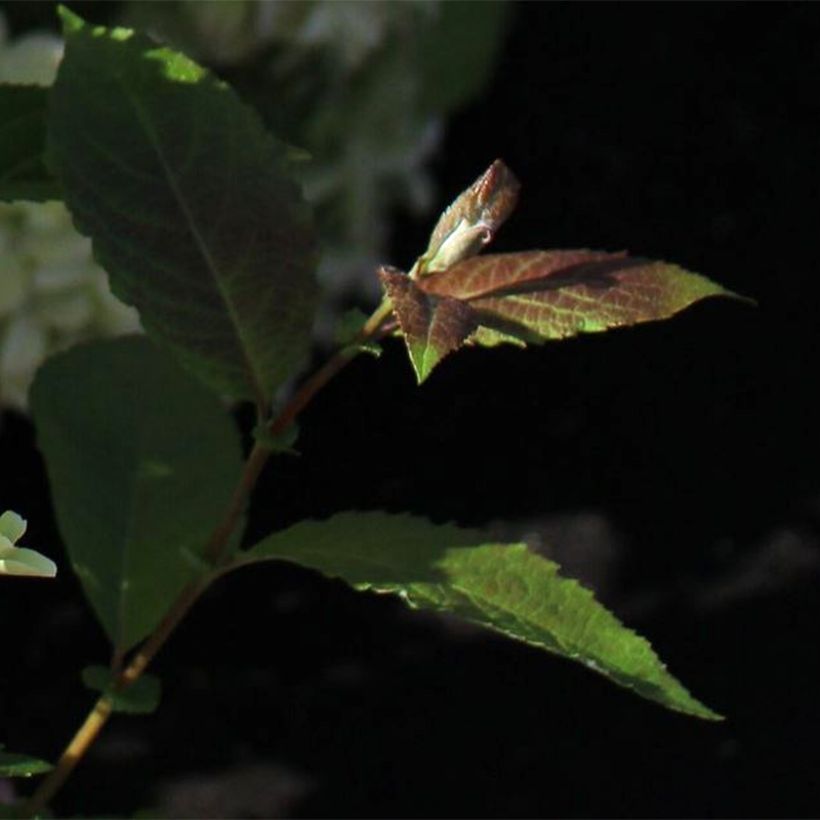Hydrangea paniculata White Light - Hortensia paniculé (Feuillage)