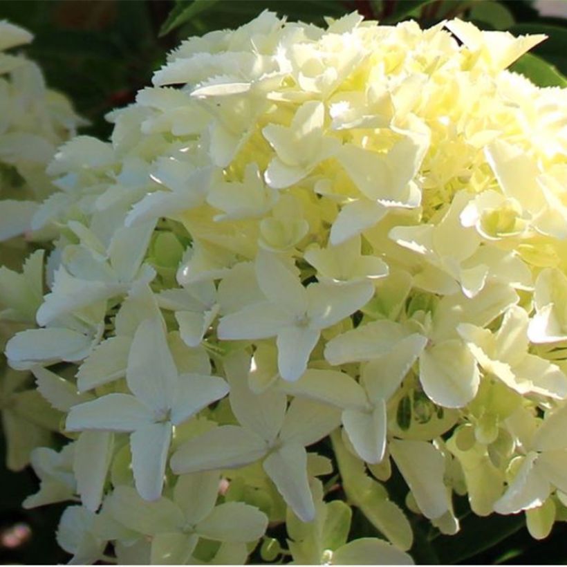 Hydrangea paniculata White Light - Hortensia paniculé (Floraison)