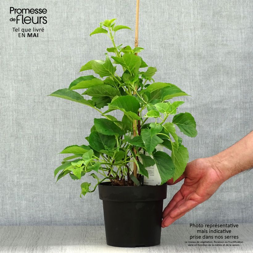 Spécimen de Hydrangea petiolaris Flying Saucer - Hortensia grimpant Pot de 2L/3L tel que livré au printemps