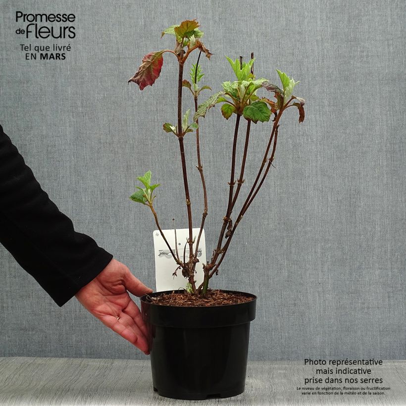 Spécimen de Hydrangea quercifolia Burgundy - Hortensia à feuilles de chêne Pot de 2L/3L tel que livré au printemps